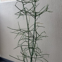 ユーフォルビアミルクブッシュB鉢植えの画像