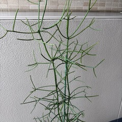ユーフォルビアミルクブッシュB鉢植えの画像