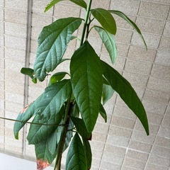 アボカドの鉢植えの画像