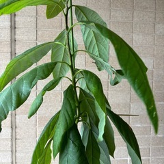 アボカドの鉢植えの画像