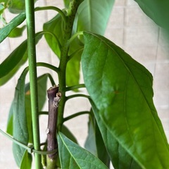 アボカドの鉢植えの画像