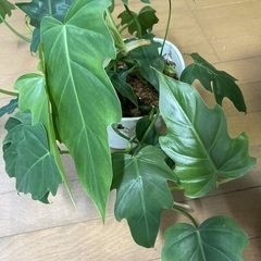 フィロデンドロン・ラディアータム　観葉植物　グリーンの画像