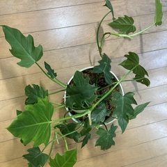 フィロデンドロン・ラディアータム　観葉植物　グリーンの画像