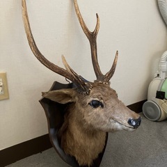 鹿剥製の画像