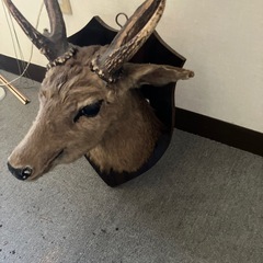鹿剥製の画像