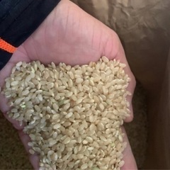 無農薬　R7年あけぼの30キロ　予約受付の画像