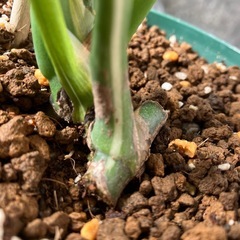 【観葉植物】モンステラ　ホワイトタイガー　訳ありの画像