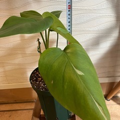 【観葉植物】モンステラ　ホワイトタイガー　訳ありの画像