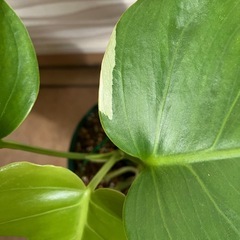 【観葉植物】モンステラ　ホワイトタイガー　訳ありの画像