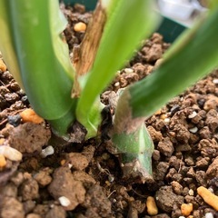 【観葉植物】モンステラ　ホワイトタイガー　訳ありの画像