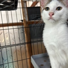 子猫の里親募集中😸