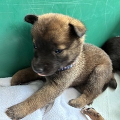9/10産まれ　可愛い6匹の仔犬ちゃん　　10月末〆切！ - 犬