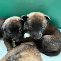 9/10産まれ　可愛い6匹の仔犬ちゃん　　10月末〆切！ - あま市