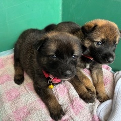 9/10産まれ　可愛い6匹の仔犬ちゃん　　年内〆切！