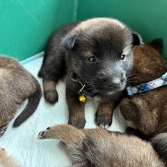 9/10産まれ　可愛い6匹の仔犬ちゃん　　10月末〆切！ − 愛知県