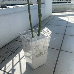 フェイク観葉植物の画像