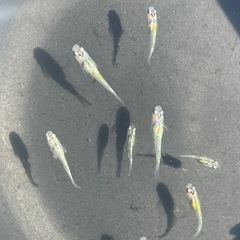 【メダカ】ラメメダカ 12匹の画像