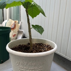 ウンベラータの画像