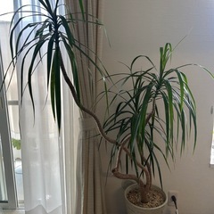 観葉植物の画像