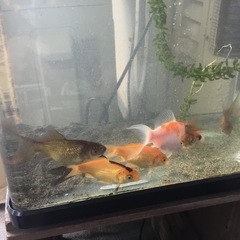 金魚　６匹　譲りますの画像
