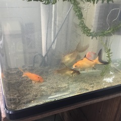 金魚　６匹　譲りますの画像