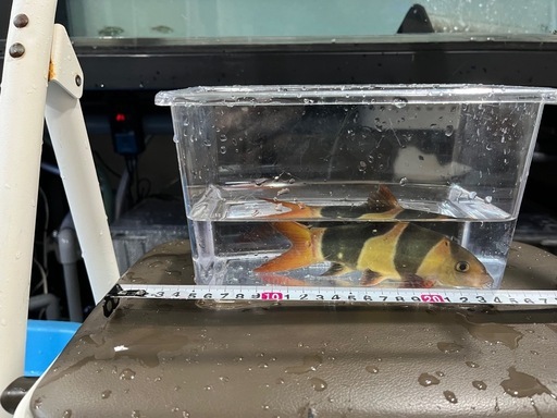 クラウンローチ　20cm 21匹