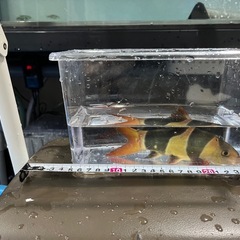 クラウンローチ　20cm 21匹の画像
