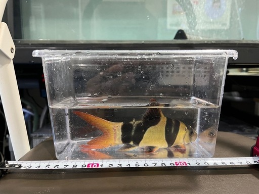 クラウンローチ　20cm 21匹