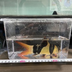 クラウンローチ　20cm 21匹の画像