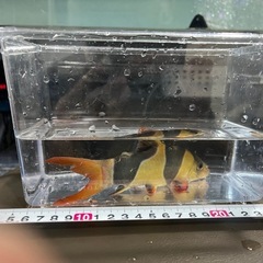 クラウンローチ　20cm 21匹の画像