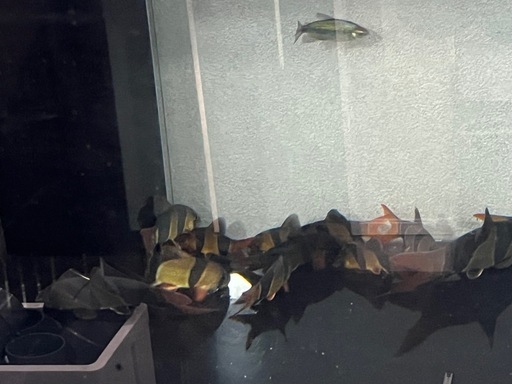 クラウンローチ　20cm 21匹