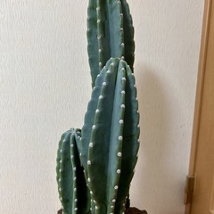 柱サボテン３本立て🌵の画像