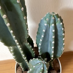 柱サボテン３本立て🌵の画像