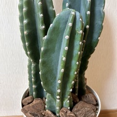 柱サボテン３本立て🌵の画像