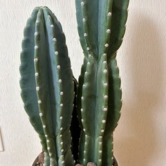 柱サボテン３本立て🌵の画像
