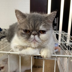 エキゾチックシートヘア　メス　7歳　