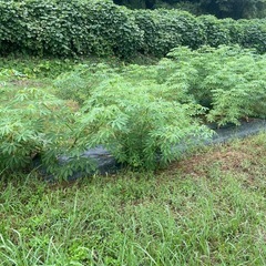 キャッサバ芋の画像