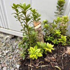 サツキの苗の画像