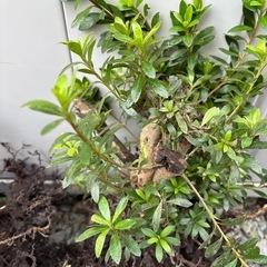 サツキの苗の画像