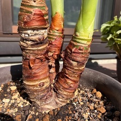 観葉植物　クワズイモ②の画像