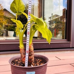 観葉植物　クワズイモ②の画像