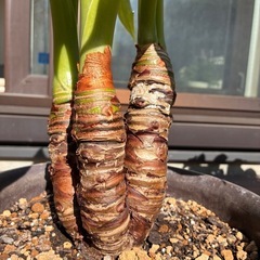 観葉植物　クワズイモ②の画像