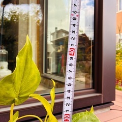 観葉植物　クワズイモ②の画像