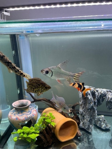 古代魚、熱帯魚、生体、アクアリウム、観賞魚