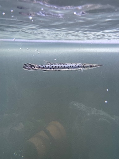 古代魚、熱帯魚、生体、アクアリウム、観賞魚