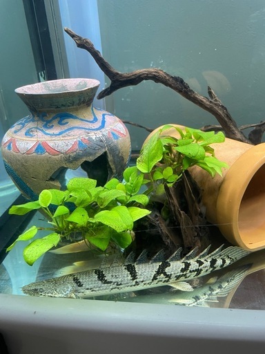 古代魚、熱帯魚、生体、アクアリウム、観賞魚