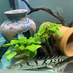 古代魚、熱帯魚、生体、アクアリウム、観賞魚の画像