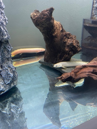 古代魚、熱帯魚、生体、アクアリウム、観賞魚
