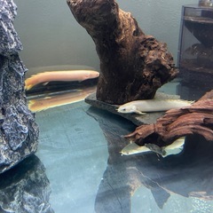古代魚、熱帯魚、生体、アクアリウム、観賞魚の画像