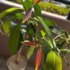 大型観葉植物🪴アマゾンオリーブの画像
